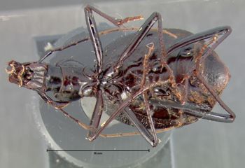 Media type: image;   Entomology 16430 Aspect: habitus ventral view